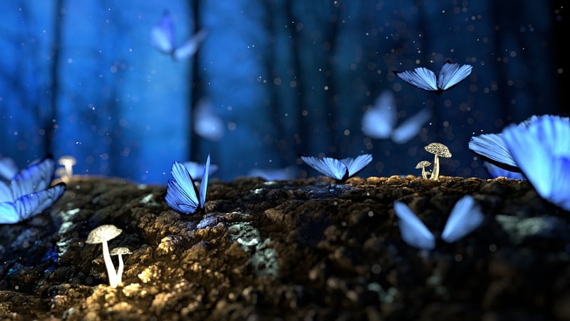 Enchanted Forest Quest